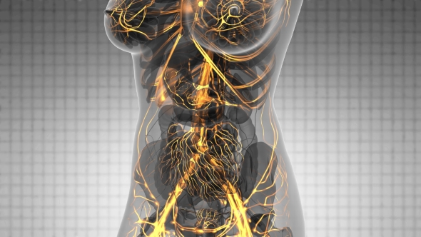 Human Body with Glow Blood Vessels - Download Videohive 21166517