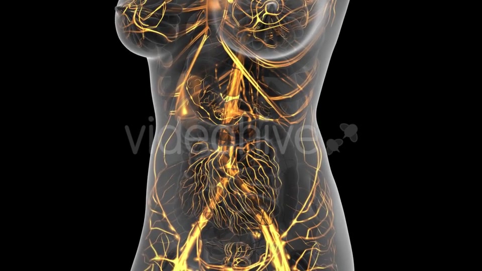 Human Body with Glow Blood Vessels - Download Videohive 21166553