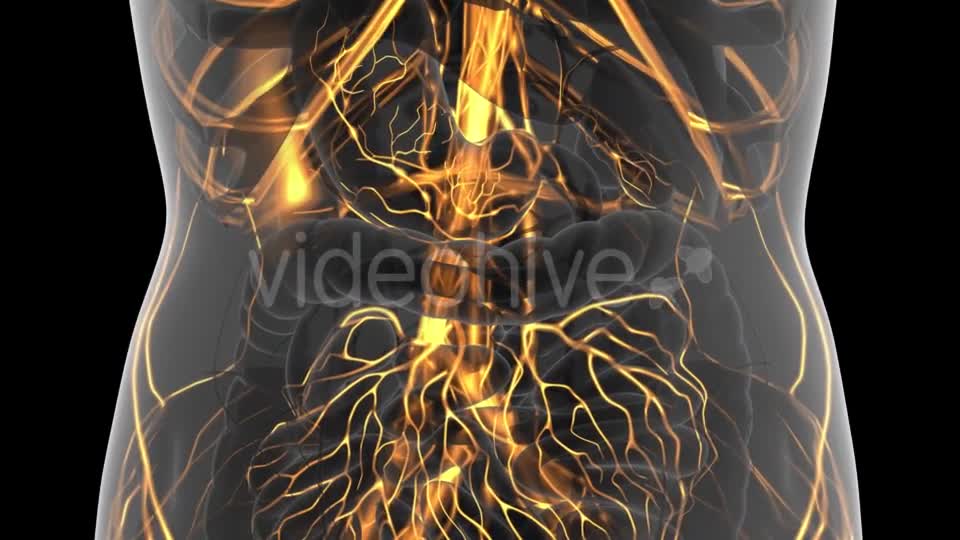 Human Body with Glow Blood Vessels - Download Videohive 21166553