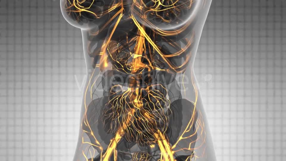 Human Body with Glow Blood Vessels - Download Videohive 21264142