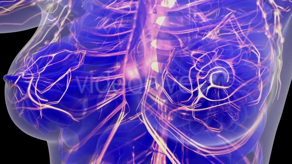 Human Body with Glow Blood Vessels - Download Videohive 21264336