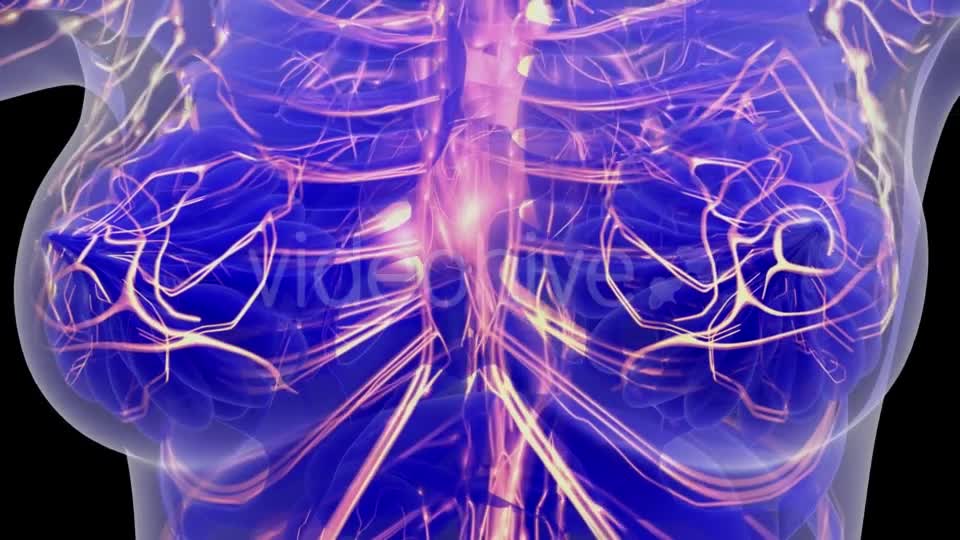 Human Body with Glow Blood Vessels - Download Videohive 21264336