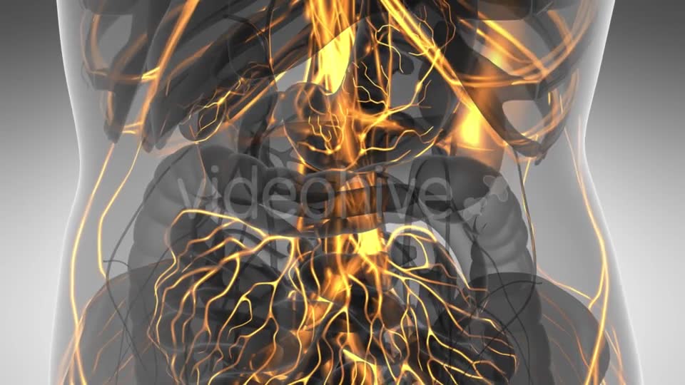 Human Body with Glow Blood Vessels - Download Videohive 21297291