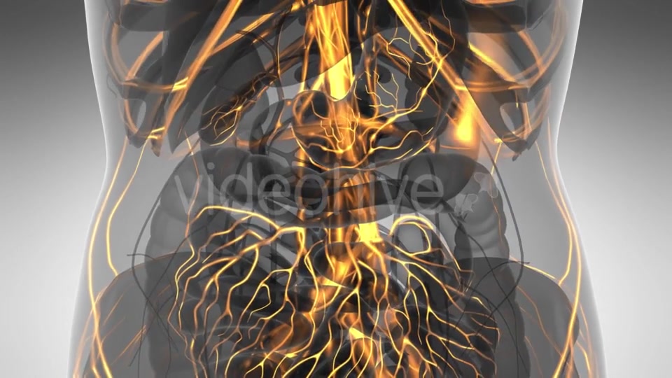 Human Body with Glow Blood Vessels - Download Videohive 21297291