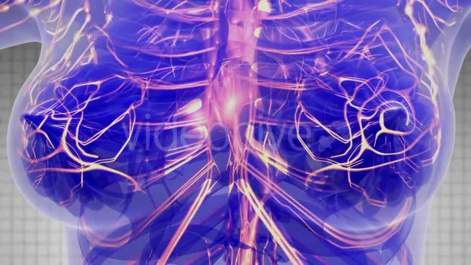 Human Body with Glow Blood Vessels - Download Videohive 21297346