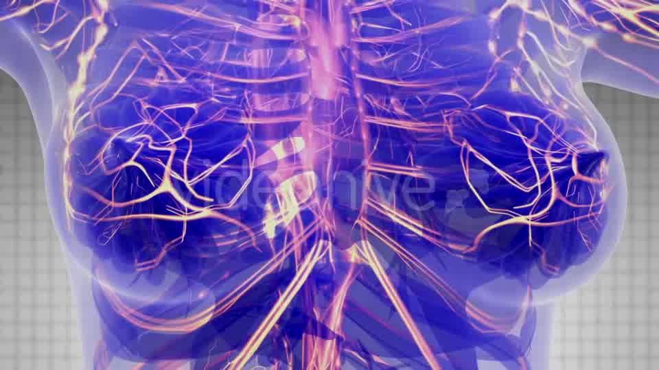 Human Body with Glow Blood Vessels - Download Videohive 21297346