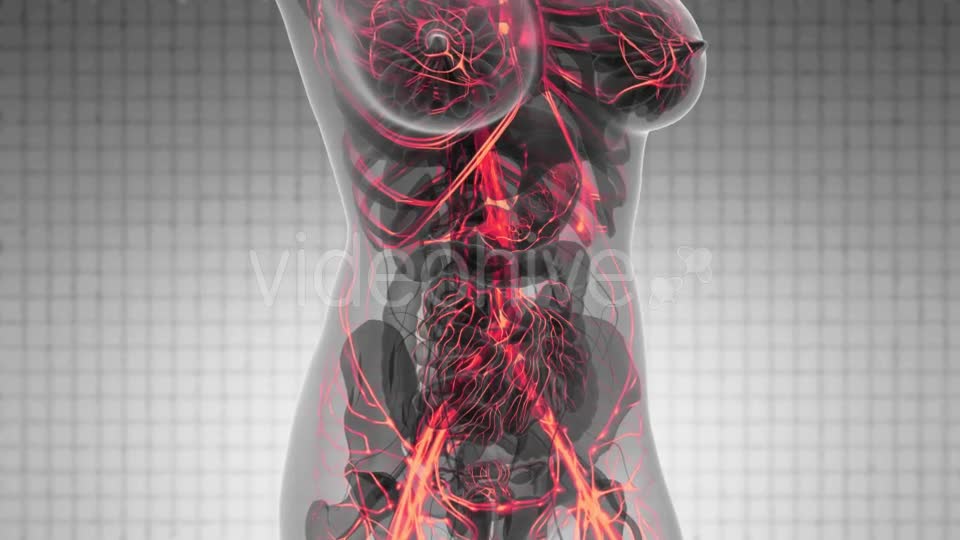 Human Body with Glow Blood Vessels - Download Videohive 21388767