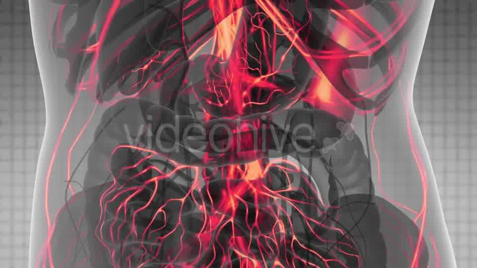 Human Body with Glow Blood Vessels - Download Videohive 21388767
