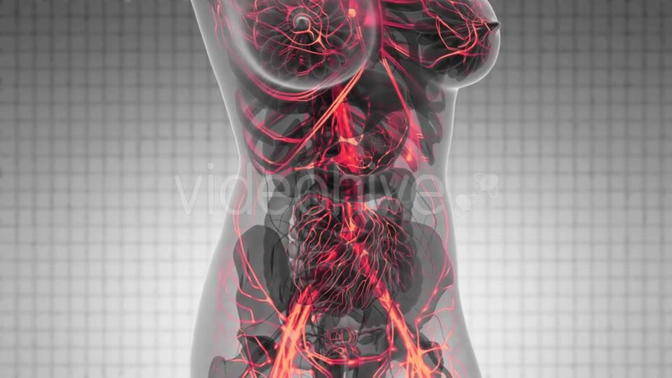 Human Body with Glow Blood Vessels - Download Videohive 21388767