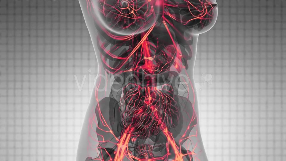 Human Body with Glow Blood Vessels - Download Videohive 21388767