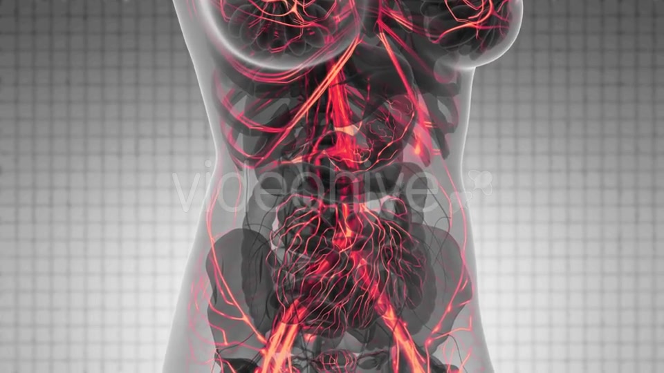 Human Body with Glow Blood Vessels - Download Videohive 21388767