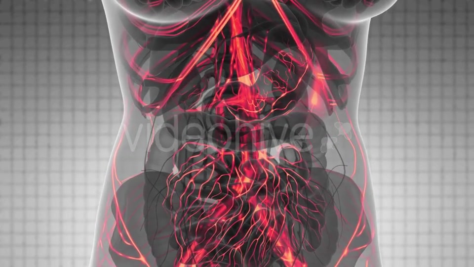 Human Body with Glow Blood Vessels - Download Videohive 21388767