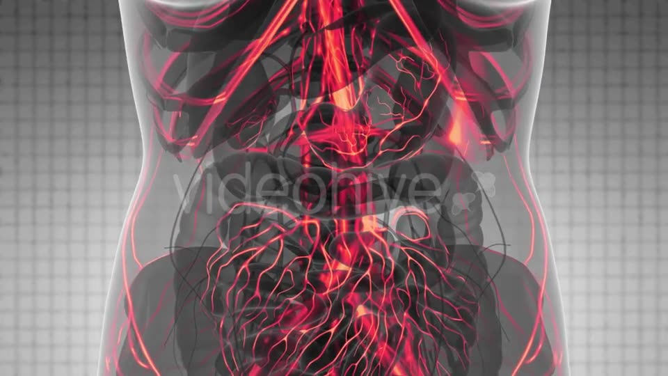 Human Body with Glow Blood Vessels - Download Videohive 21388767