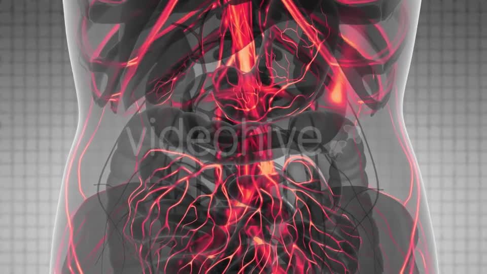 Human Body with Glow Blood Vessels - Download Videohive 21388767