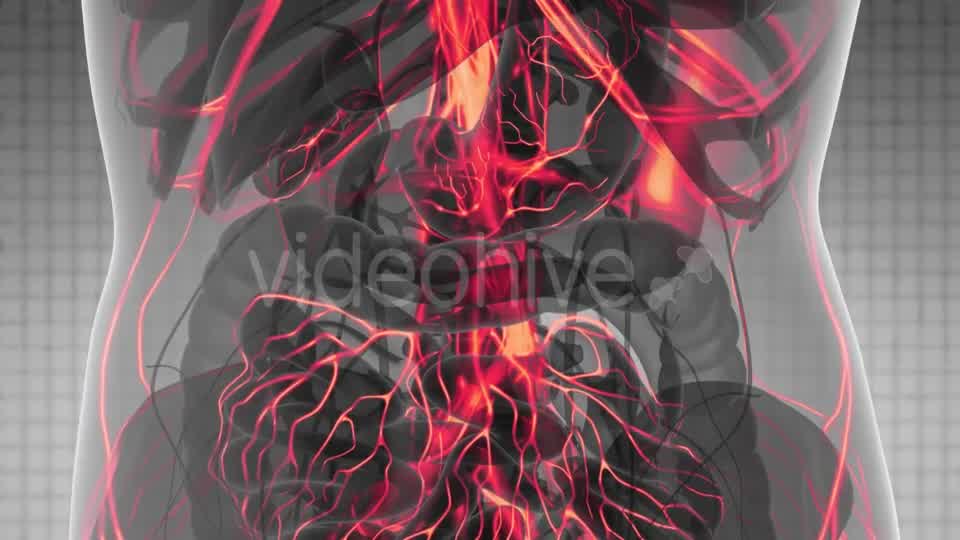 Human Body with Glow Blood Vessels - Download Videohive 21388767