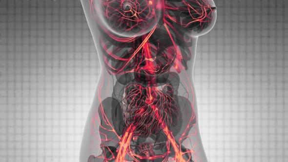 Human Body with Glow Blood Vessels - Download Videohive 21388767