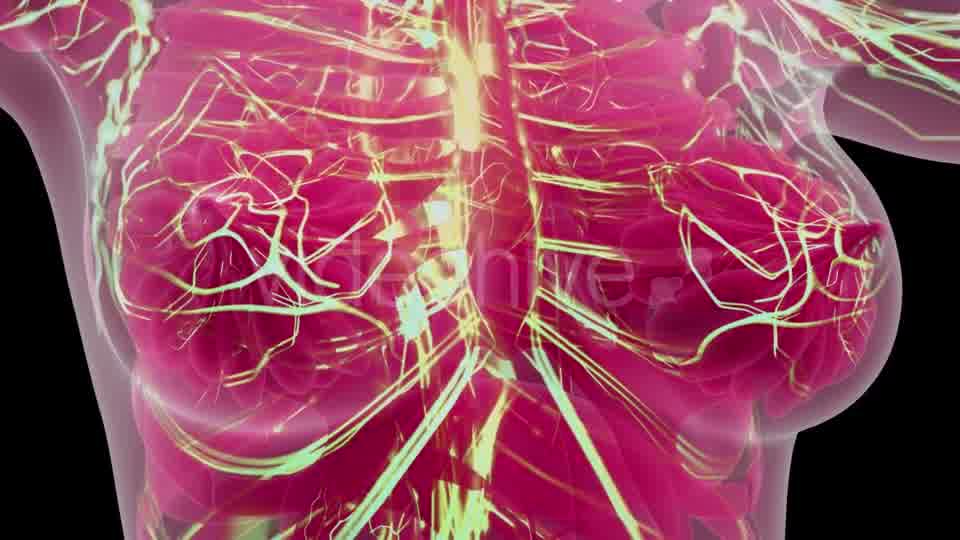 Human Body with Glow Blood Vessels - Download Videohive 21388827