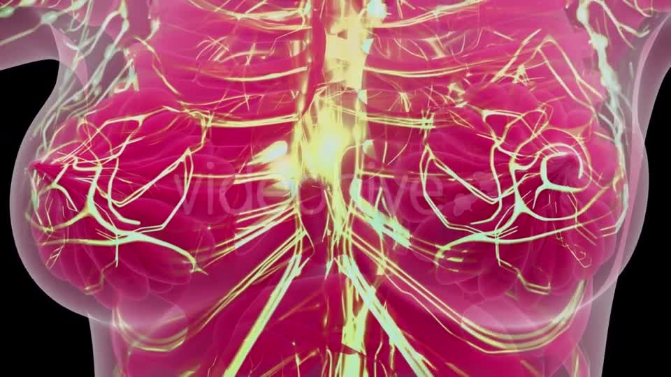 Human Body with Glow Blood Vessels - Download Videohive 21388827