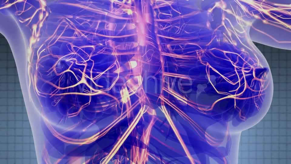 Human Body with Glow Blood Vessels - Download Videohive 21388863