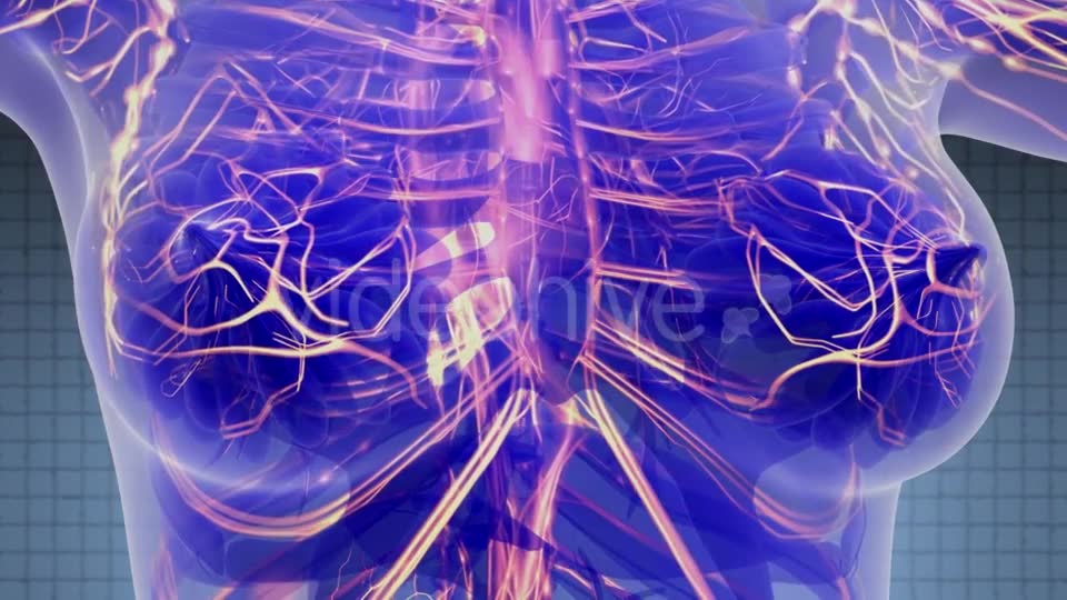 Human Body with Glow Blood Vessels - Download Videohive 21388863