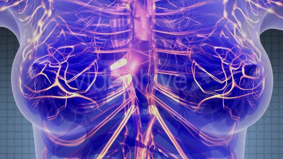 Human Body with Glow Blood Vessels - Download Videohive 21388863