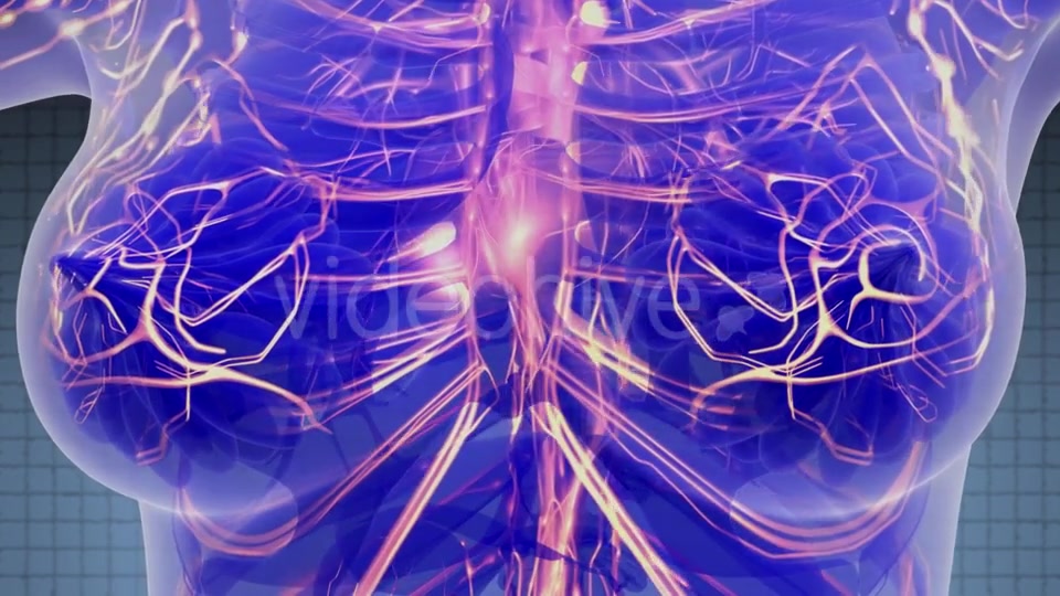 Human Body with Glow Blood Vessels - Download Videohive 21388863