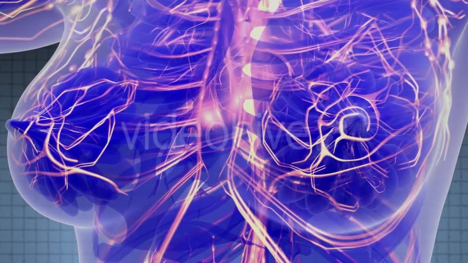 Human Body with Glow Blood Vessels - Download Videohive 21388863
