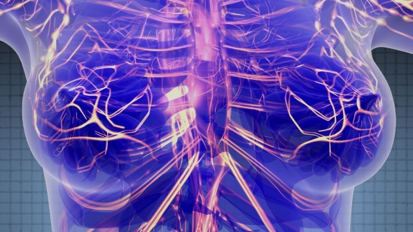 Human Body with Glow Blood Vessels - Download Videohive 21388863