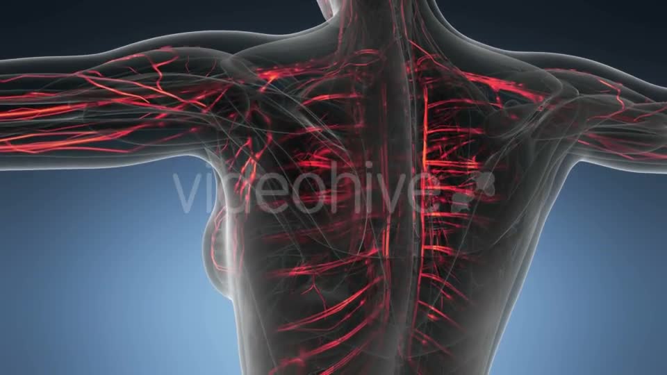 Human Body with Glow Blood Vessels - Download Videohive 21389019