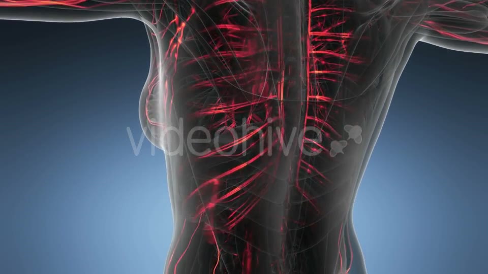 Human Body with Glow Blood Vessels - Download Videohive 21389019