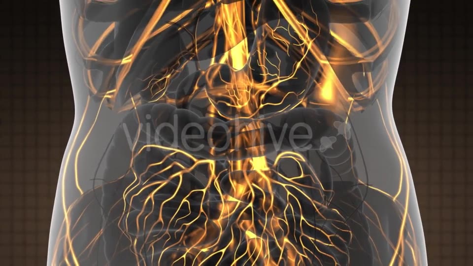 Human Body with Glow Blood Vessels - Download Videohive 21389517