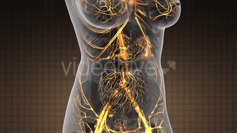 Human Body with Glow Blood Vessels - Download Videohive 21389517