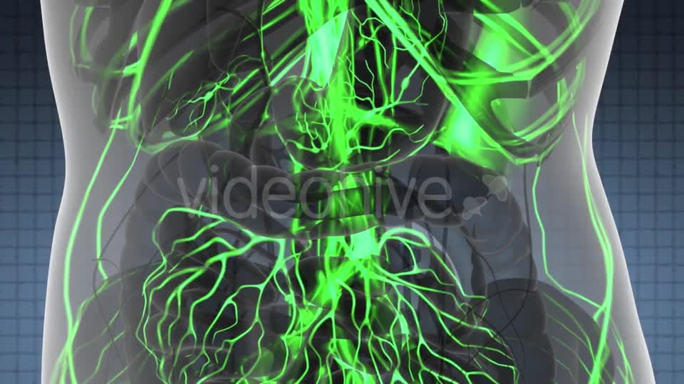 Human Body with Glow Blood Vessels - Download Videohive 21440964