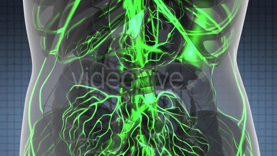 Human Body with Glow Blood Vessels - Download Videohive 21440964