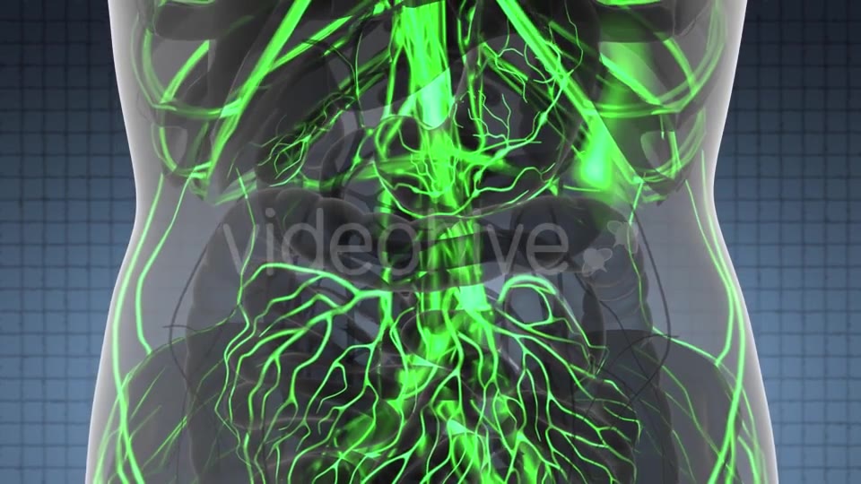 Human Body with Glow Blood Vessels - Download Videohive 21440964