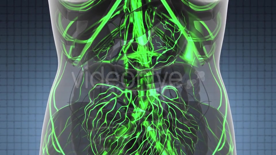 Human Body with Glow Blood Vessels - Download Videohive 21440964