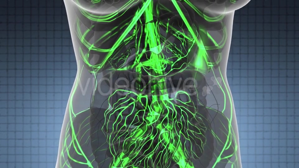 Human Body with Glow Blood Vessels - Download Videohive 21440964