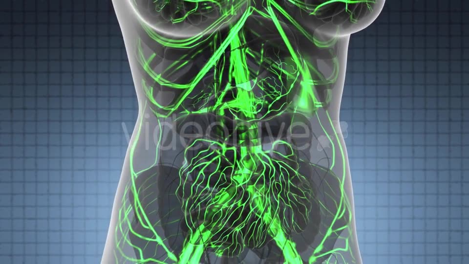 Human Body with Glow Blood Vessels - Download Videohive 21440964