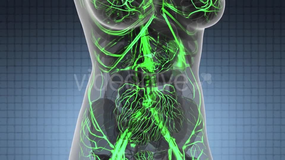 Human Body with Glow Blood Vessels - Download Videohive 21440964
