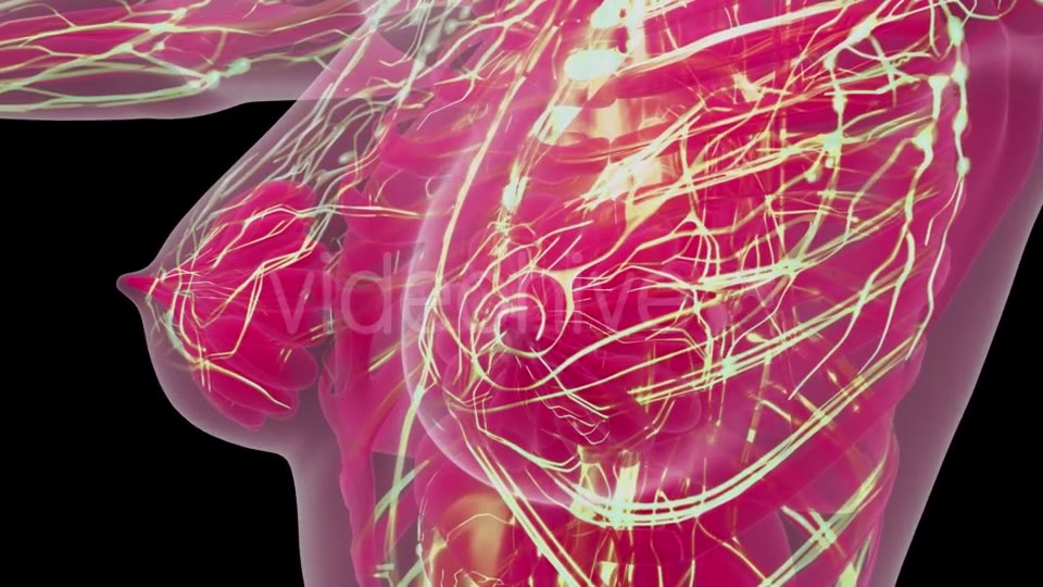Human Body with Glow Blood Vessels - Download Videohive 21441028