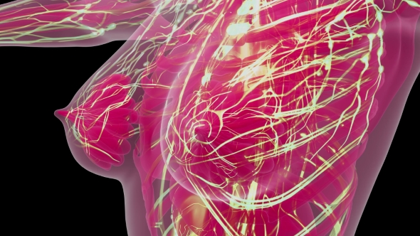 Human Body with Glow Blood Vessels - Download Videohive 21441028