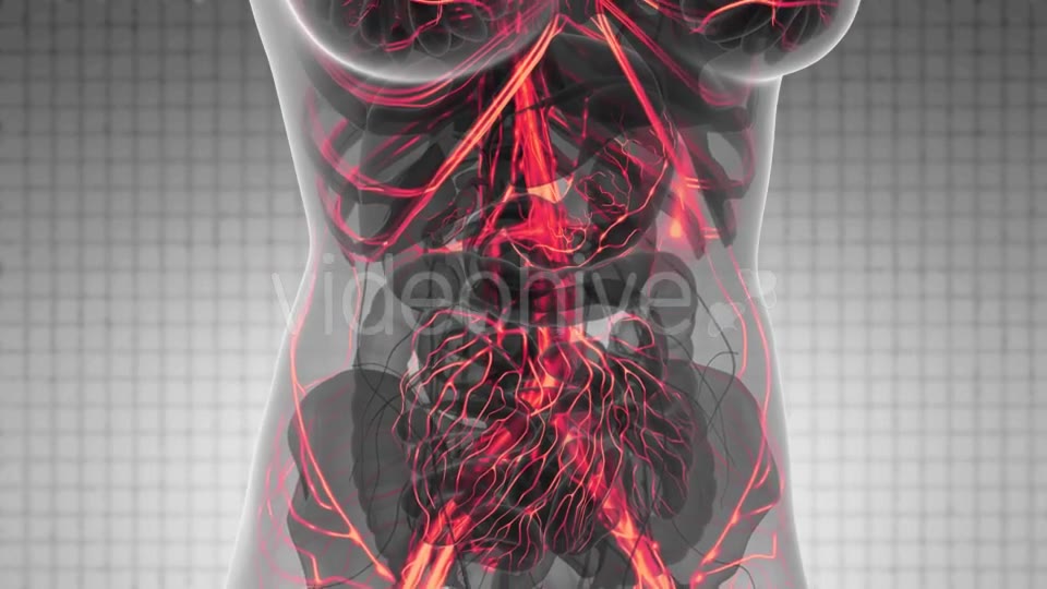Human Body with Glow Blood Vessels - Download Videohive 21531493