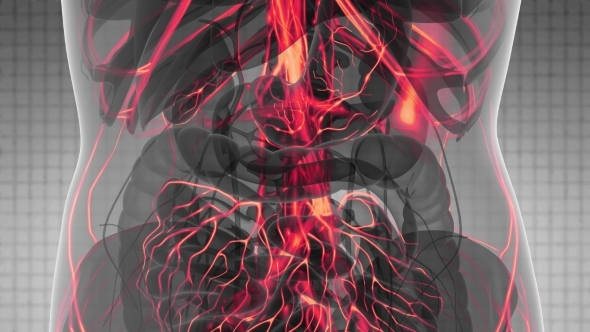 Human Body with Glow Blood Vessels - Download Videohive 21531493