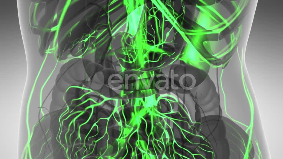 Human Body with Glow Blood Vessels - Download Videohive 21591358