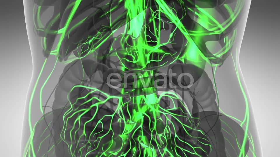 Human Body with Glow Blood Vessels - Download Videohive 21591358