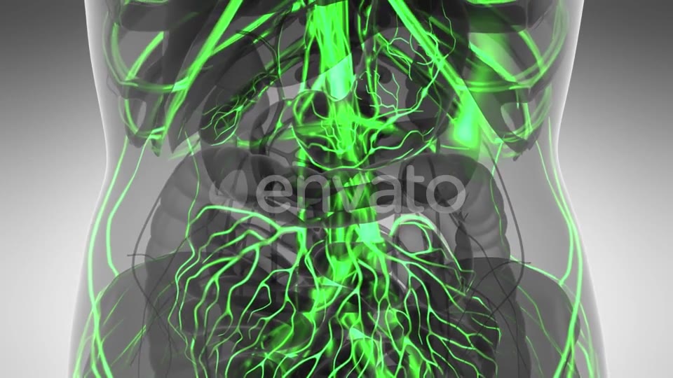 Human Body with Glow Blood Vessels - Download Videohive 21591358