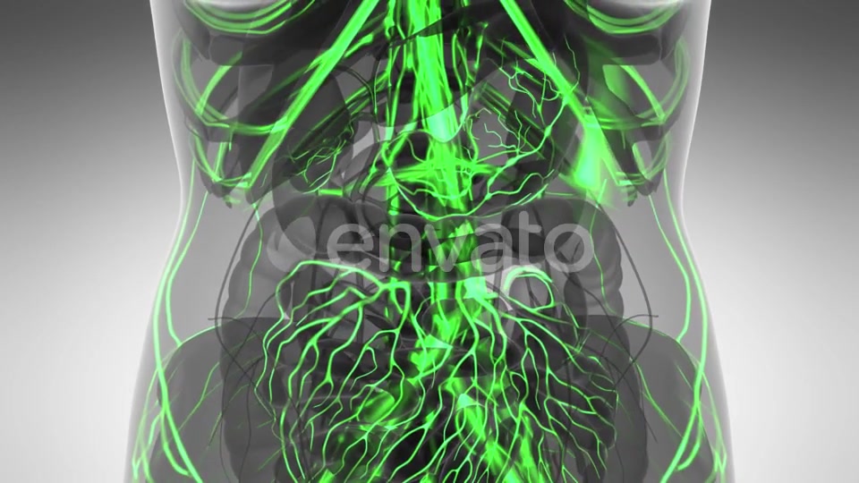 Human Body with Glow Blood Vessels - Download Videohive 21591358