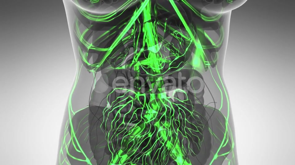 Human Body with Glow Blood Vessels - Download Videohive 21591358