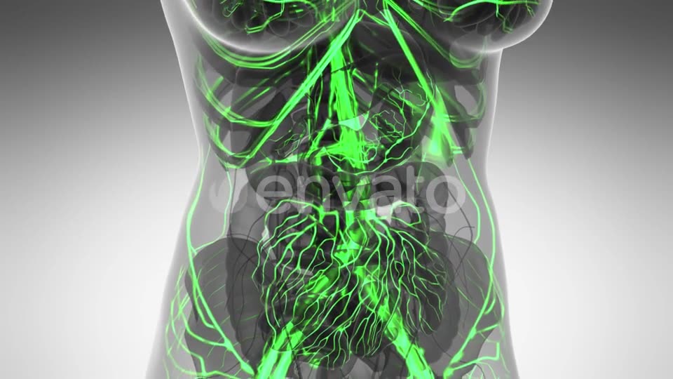 Human Body with Glow Blood Vessels - Download Videohive 21591358