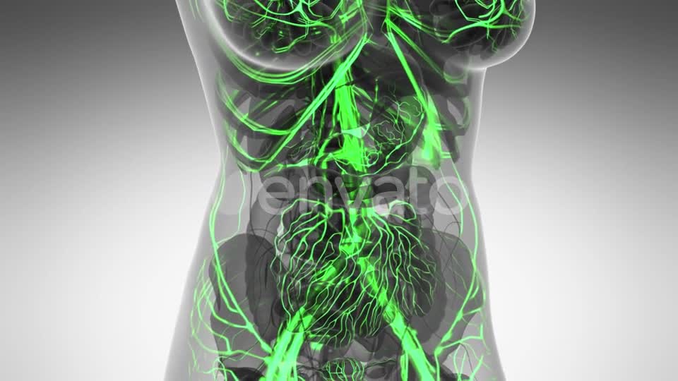 Human Body with Glow Blood Vessels - Download Videohive 21591358